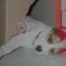 Blanding af racer !....Dolly....­­!­­