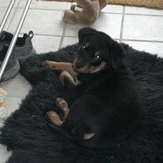 Rottweiler Elmedige´s Lord Kenzo