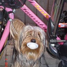 Yorkshire terrier KENZO