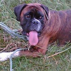 Boxer Vega
