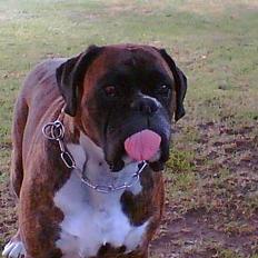 Boxer Vega