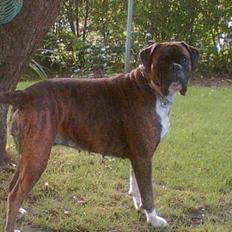Boxer Vega