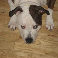 Blanding af racer boss/bosse