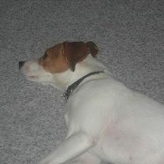 Blanding af racer !....Dolly....­­!­­