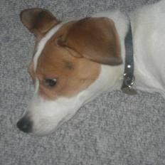 Blanding af racer !....Dolly....­­!­­