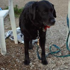 Labrador retriever Fanny