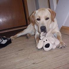 Labrador retriever Charlie