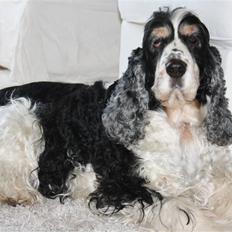 Cocker spaniel Barleys Tippe
