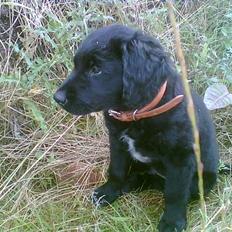 Blanding af racer Charlie