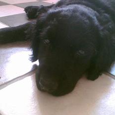 Blanding af racer Charlie