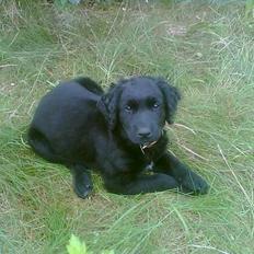 Blanding af racer Charlie