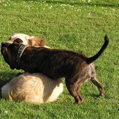 Staffordshire bull terrier Harley