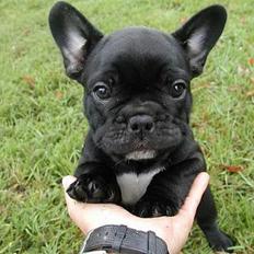 Fransk bulldog Oskar