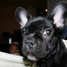 Fransk bulldog Oskar