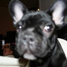 Fransk bulldog Oskar