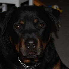 Rottweiler Balder - Aflivet. R.I.P!