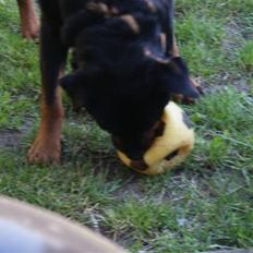 Rottweiler Balder - Aflivet. R.I.P!