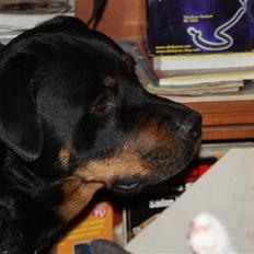 Rottweiler Balder - Aflivet. R.I.P!