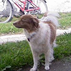 Blanding af racer Dina *min mors*