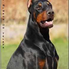 Dobermann Nord Nimrod Od Telepa (R.I.P.)
