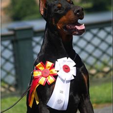Dobermann Nord Nimrod Od Telepa (R.I.P.)