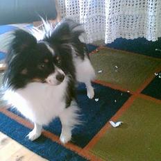 Papillon Elvis