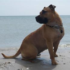 Staffordshire bull terrier Chevy (Grand Danois Olga)