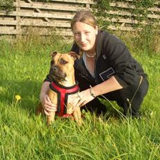 Staffordshire bull terrier Chevy (Grand Danois Olga)