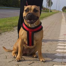 Staffordshire bull terrier Chevy (Grand Danois Olga)