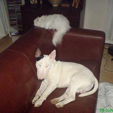Bullterrier Bill
