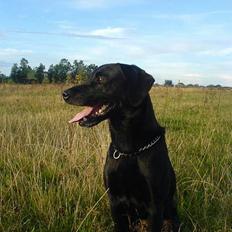 Labrador retriever Butler