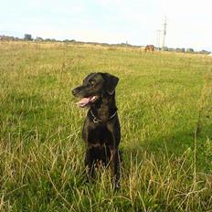 Labrador retriever Butler