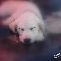 Labrador retriever Bonzo