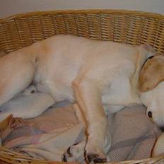 Labrador retriever Bonzo