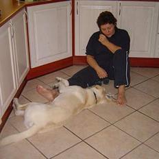 Labrador retriever Bonzo