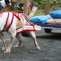 Amerikansk bulldog Bullslayer's Mean Jolene