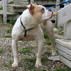 Amerikansk bulldog Bullslayer's Mean Jolene