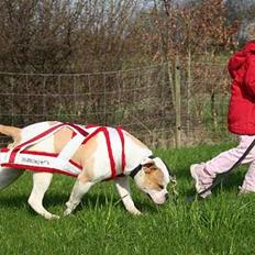 Amerikansk bulldog Bullslayer's Mean Jolene