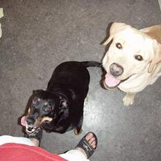 Labrador retriever Charlie