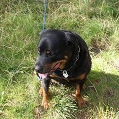 Rottweiler Bjørn-Aflivet 28/6-2012