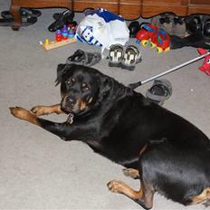 Rottweiler Bjørn-Aflivet 28/6-2012