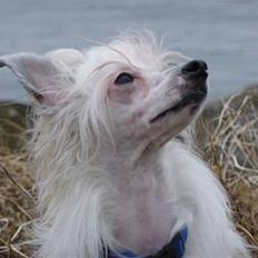 Chinese crested powder puff Reject's Four Seasons Spring