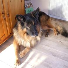 Schæferhund Bamse ¤RIP¤