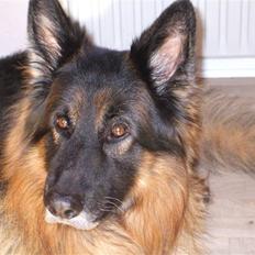 Schæferhund Bamse ¤RIP¤