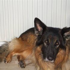 Schæferhund Bamse ¤RIP¤