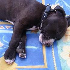 Blanding af racer Louis