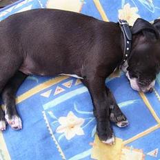 Blanding af racer Louis