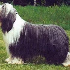 Bearded collie  Ryan