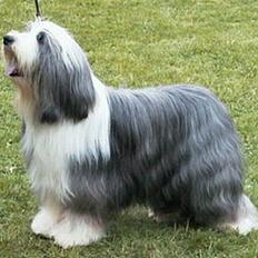 Bearded collie  Ryan