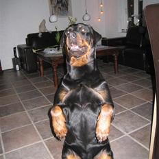 Rottweiler R.I.P Jessie pigen <3